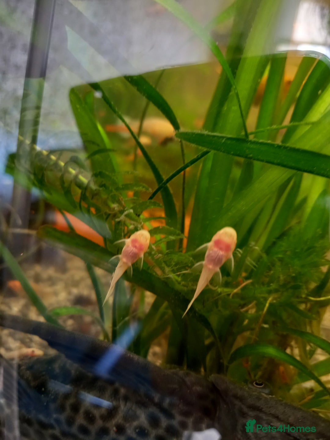 Plecos fish for sale: Plecos Albino Bristlenose - Image 3