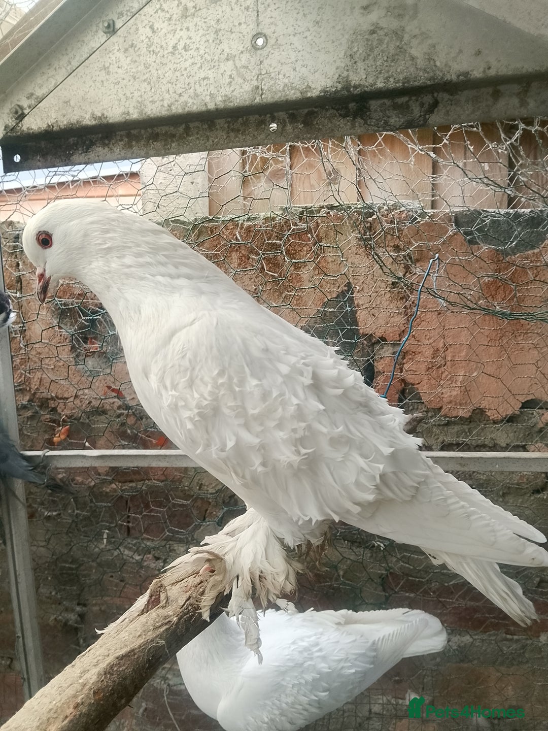 Pigeons birds for sale: Pigeon for sale - Advert 29