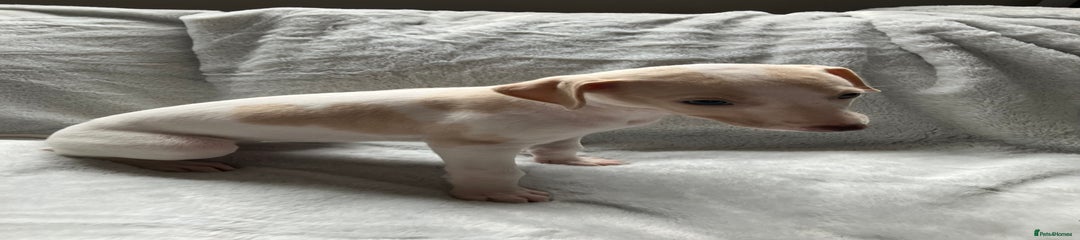 Whippet Puppy 1