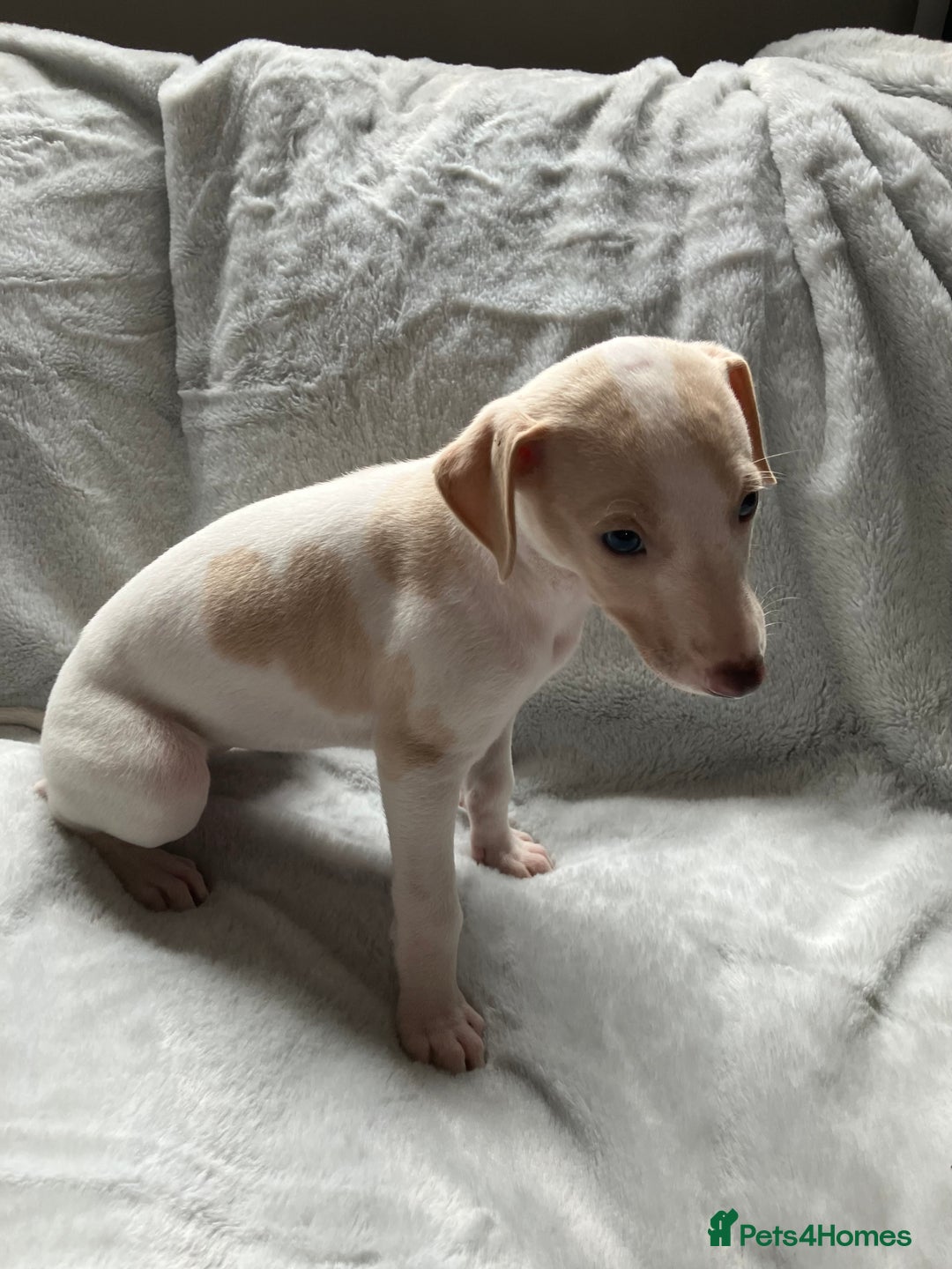 Whippet dogs for sale: Kc reg whippets  - Image 2