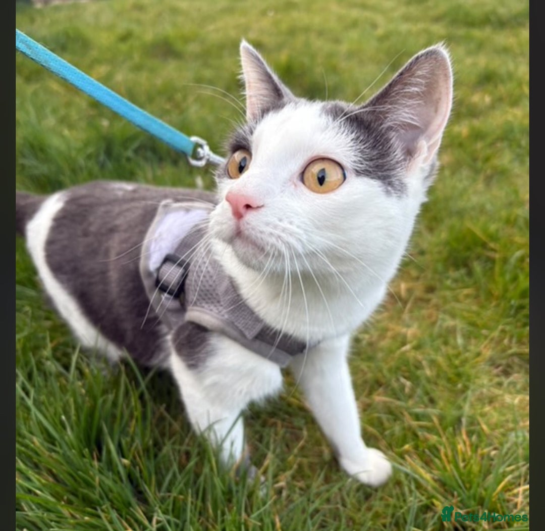 Mixed Breed cats for sale: Kittens ready for their new homes. - Advert 5