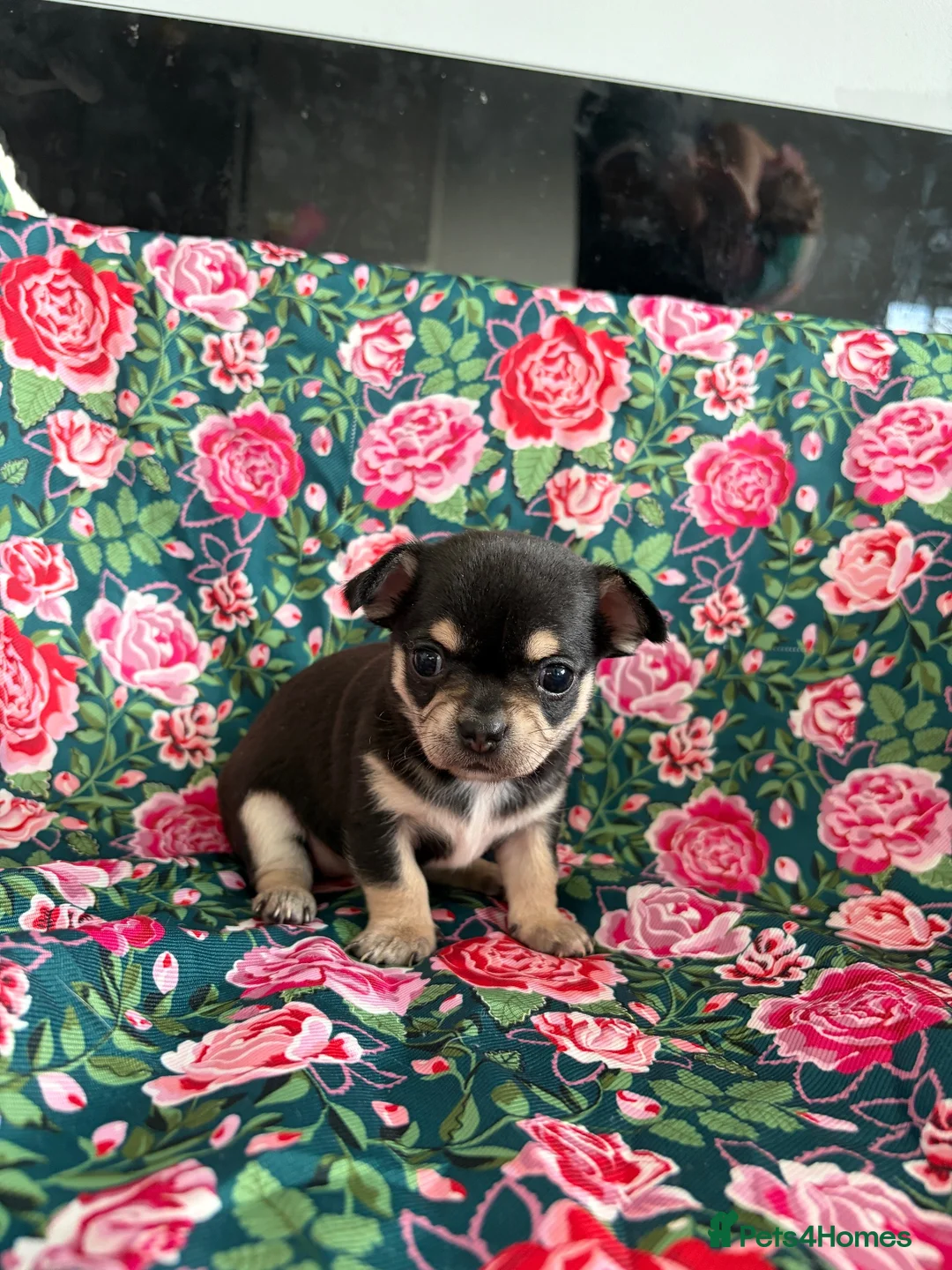 Chihuahua dogs for sale: Beautiful chihuahua puppy  - Advert 6