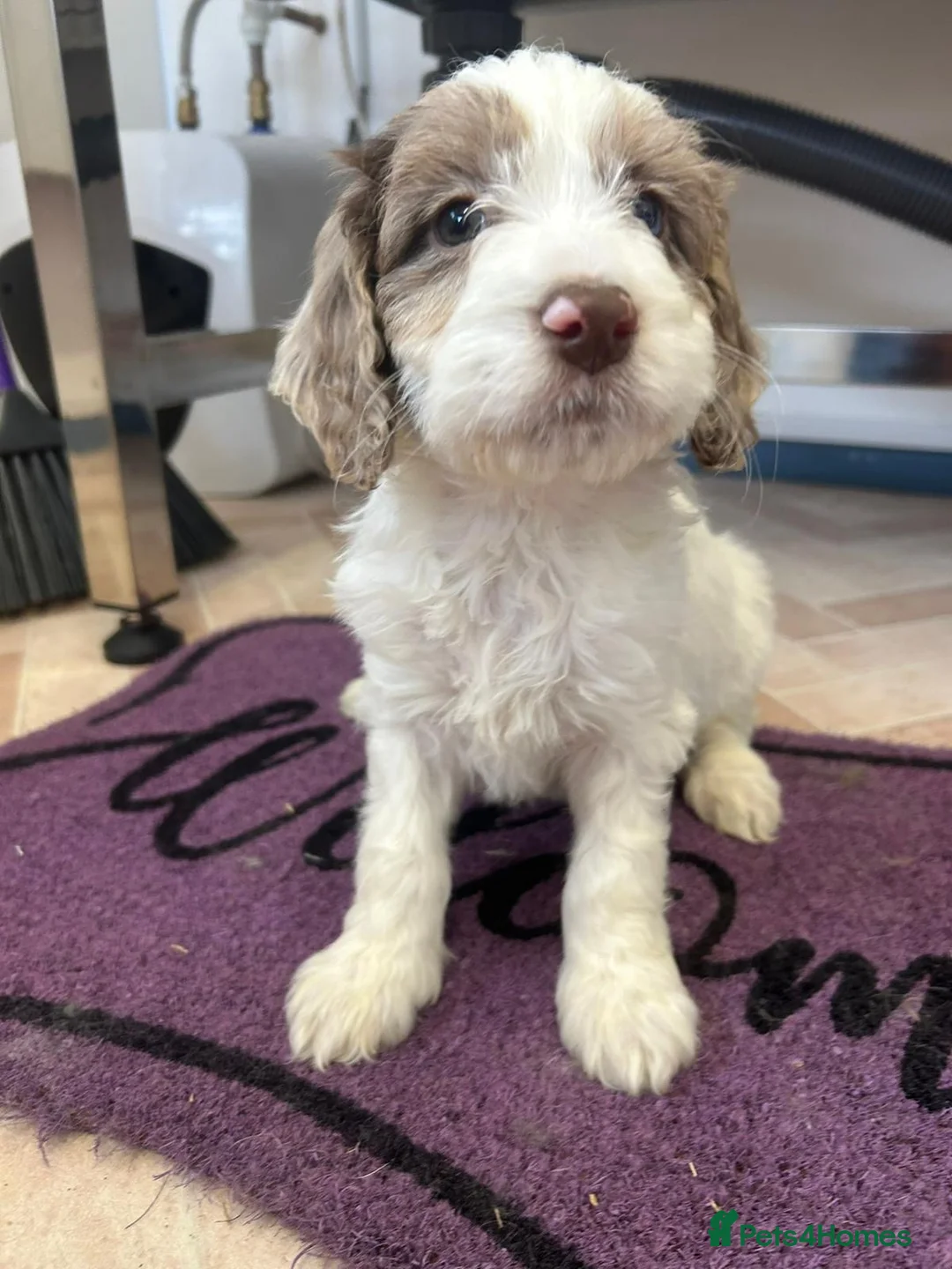 Cockapoo dogs for sale: Cockapoo puppies  - Advert 5