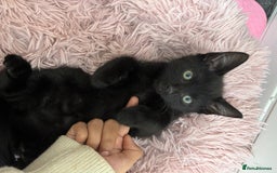 Mixed Breed cats for sale: Female kitten for sale - Image 1