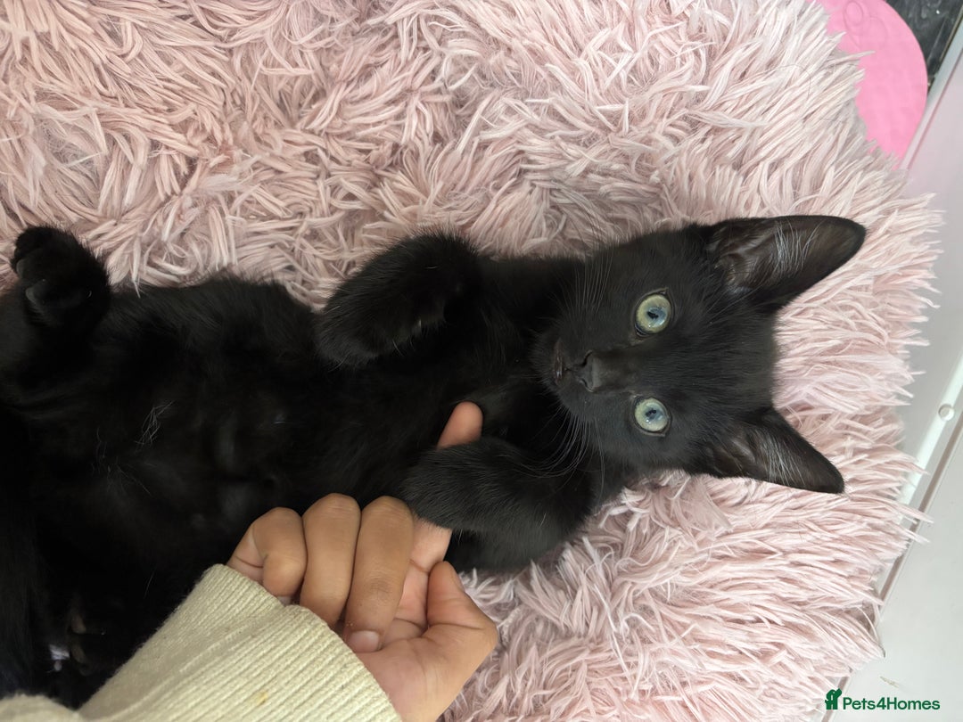 Mixed Breed cats for sale: Female kitten for sale - Image 1