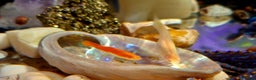 Bettas fish for sale: topaz guppies albino mix - Advert 10