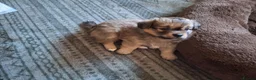 Mixed Breed dogs for sale: Teddy  and Tony in Northampton - Advert 6