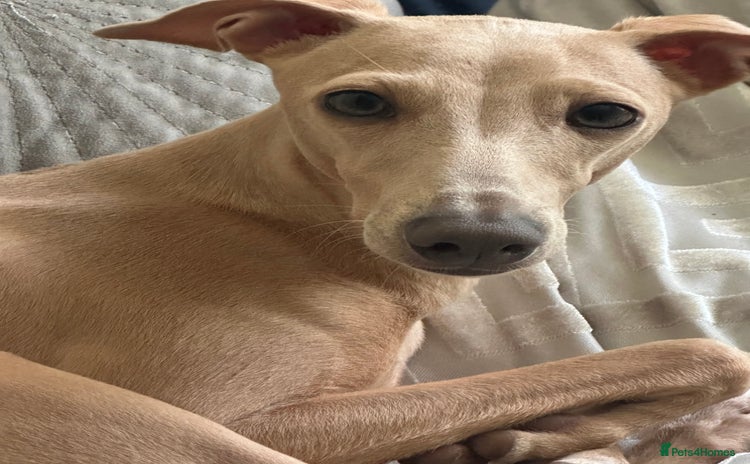 Italian Greyhound dogs - Advert 1