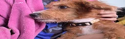 Jackapoo dogs for sale: Cheeky loving lala - Advert 3