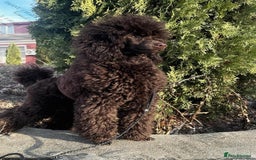 Cavapoo dogs for sale: 🐩 Stunning Chocolate KC Poodle – Lorde– 🐩 - Image 2