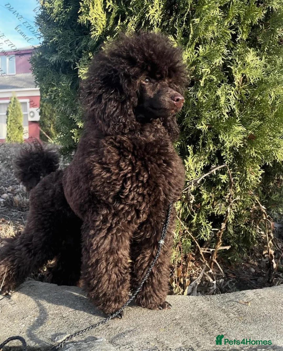 Cavapoo dogs for sale: 🐩 Stunning Chocolate mini KC Poodle – Lorde– 🐩 - Advert 2