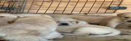 Labrador Retriever dogs for sale: Labrador puppys - Advert 10