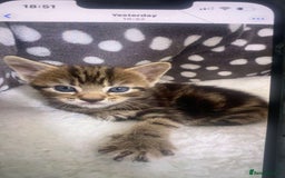 British Longhair cats for sale: 4 kittens  - Image 4