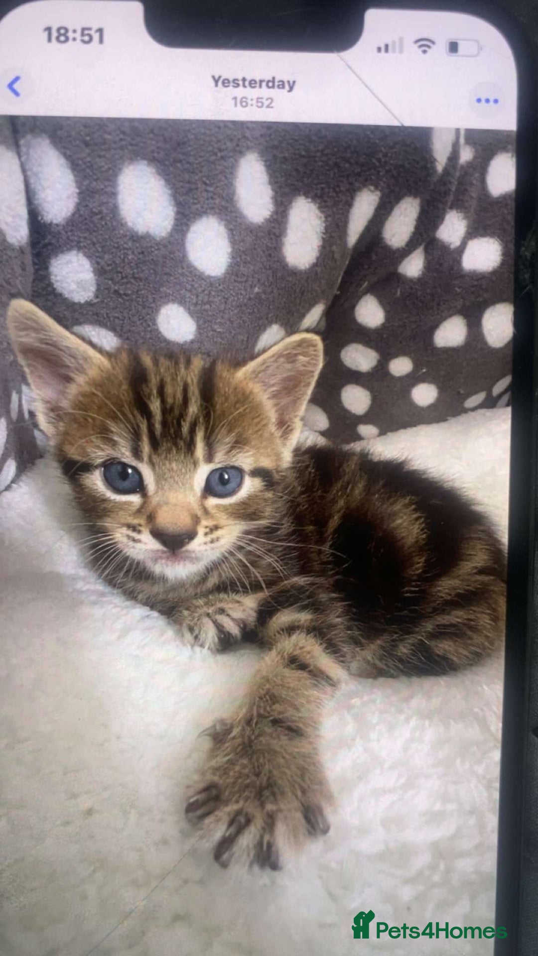 British Longhair cats for sale: 4 kittens  - Image 4
