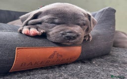 Staffordshire Bull Terrier dogs for sale: Pure-Bred Blue Staffordshire bull terrier puppies - Image 2