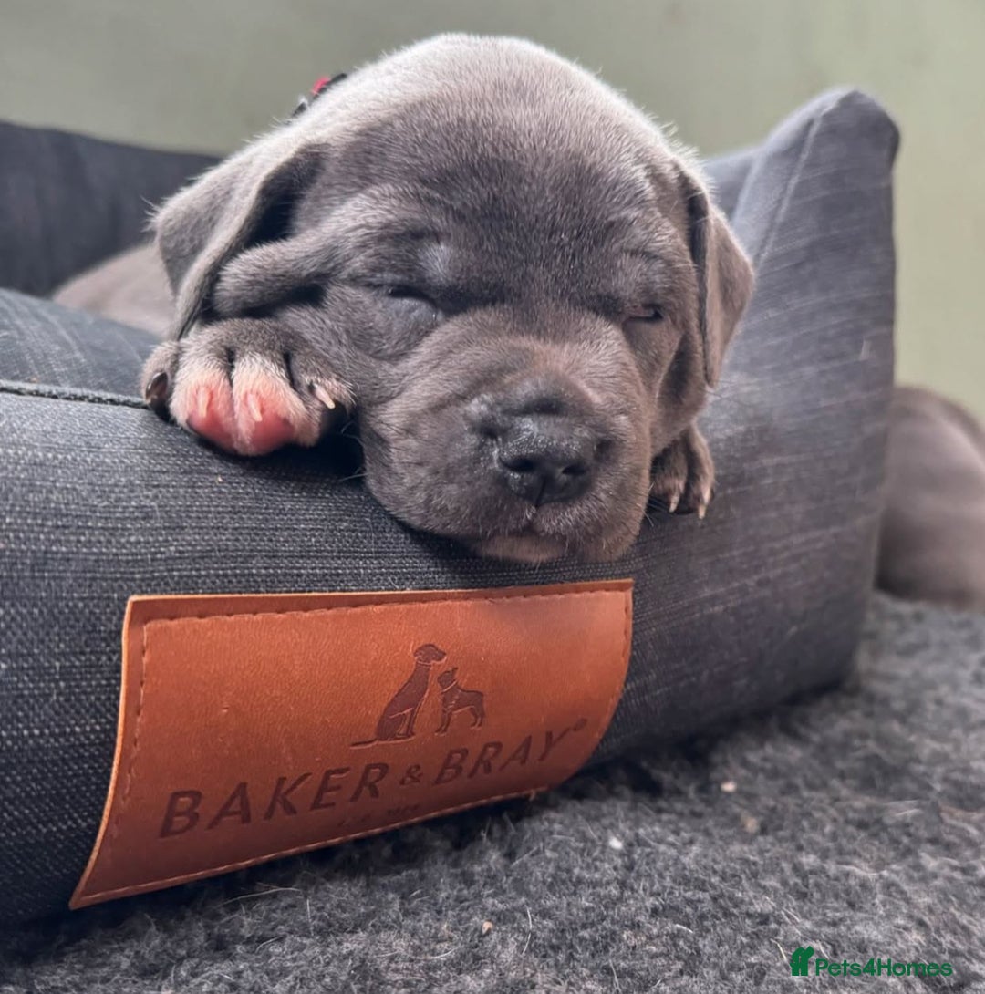 Staffordshire Bull Terrier dogs for sale: Pure-Bred Blue Staffordshire bull terrier puppies - Image 2