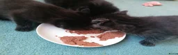 Domestic Shorthair cats for sale: 3 adorable kittens for sale  - Advert 15