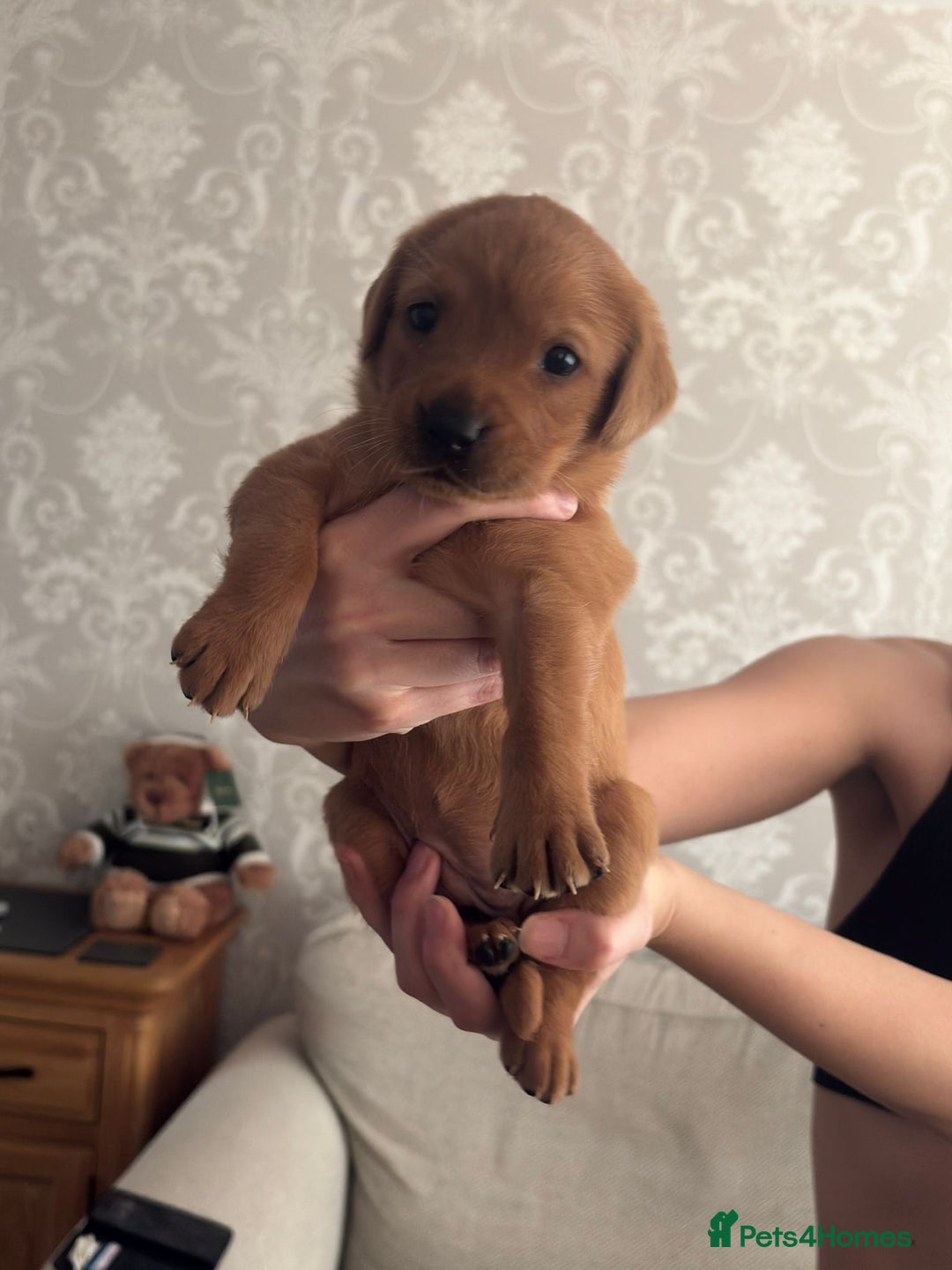 Labrador Retriever dogs for sale: 3x chunky labrador puppies for sale  - Advert 5