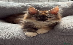 Maine Coon cats for sale: Beautiful pedigree mainecoon kitten  - Image 5