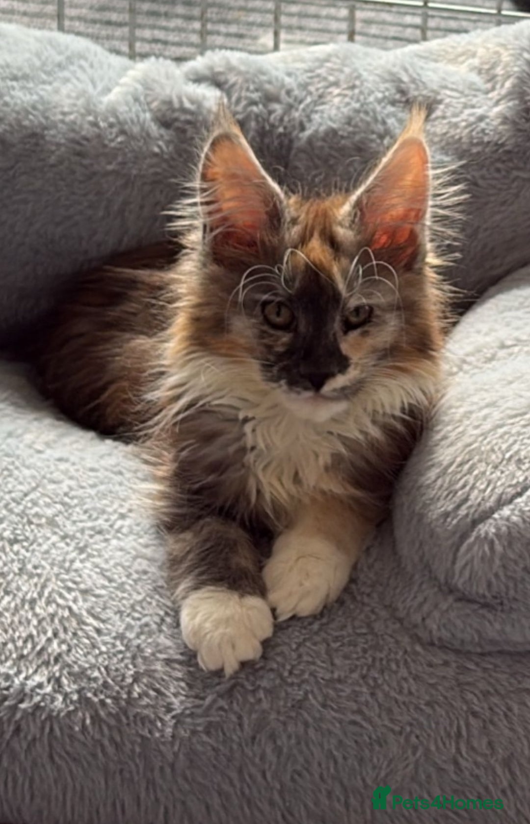 Maine Coon cats for sale: Beautiful pedigree mainecoon kitten  - Image 5