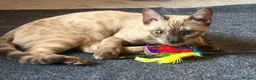 Bengal cats for sale: Seal Solid Silver Mink Bengal TICA registered  - Advert 6