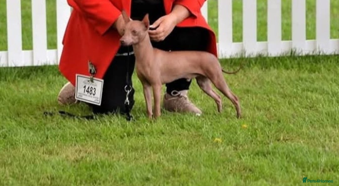 Mexican Hairless dogs for sale: Stunning mini red boy 4 months 8 week old girl . - Image 5