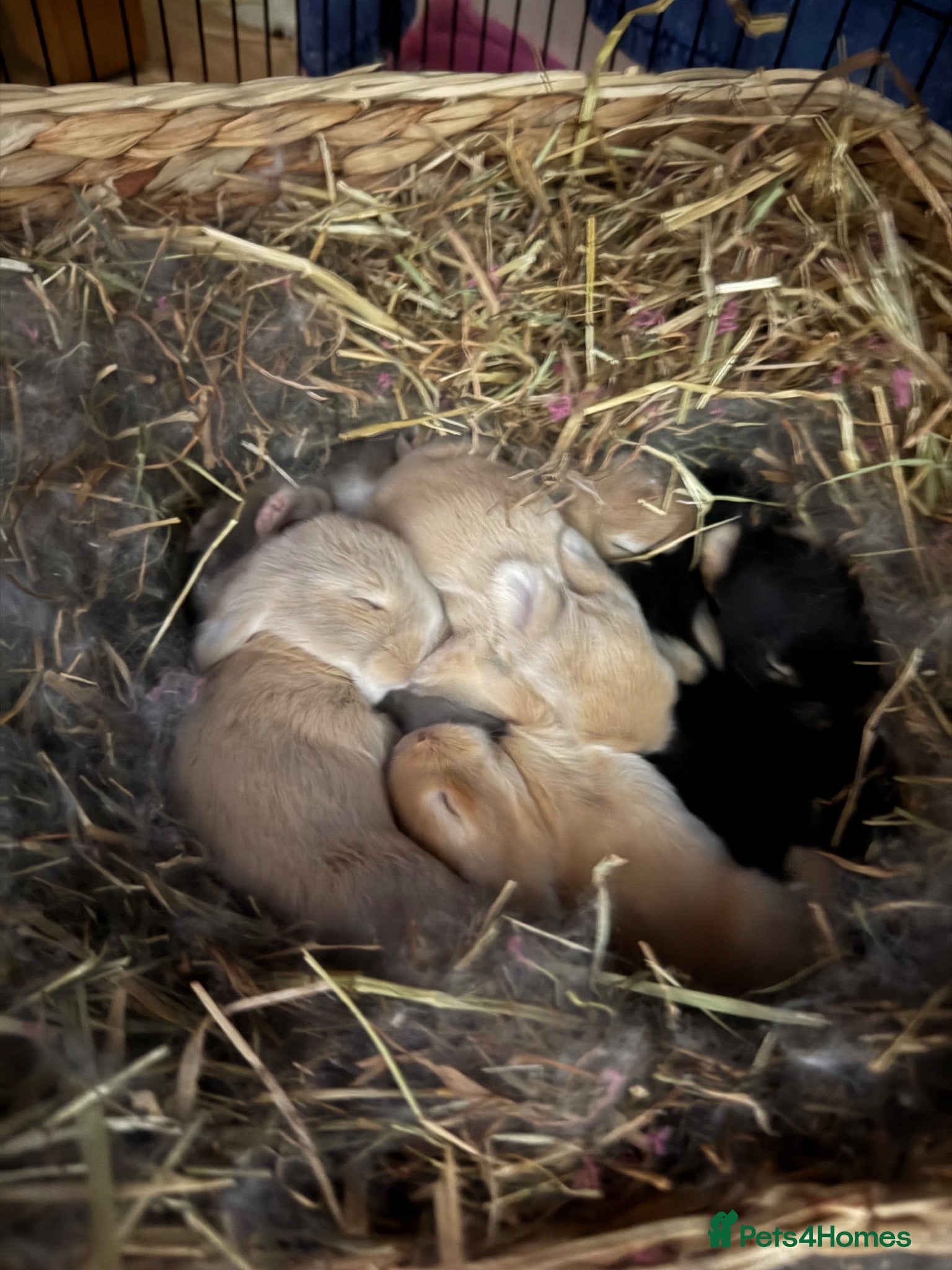 Dwarf Lop rabbits Dwarf Lops - Advert 3