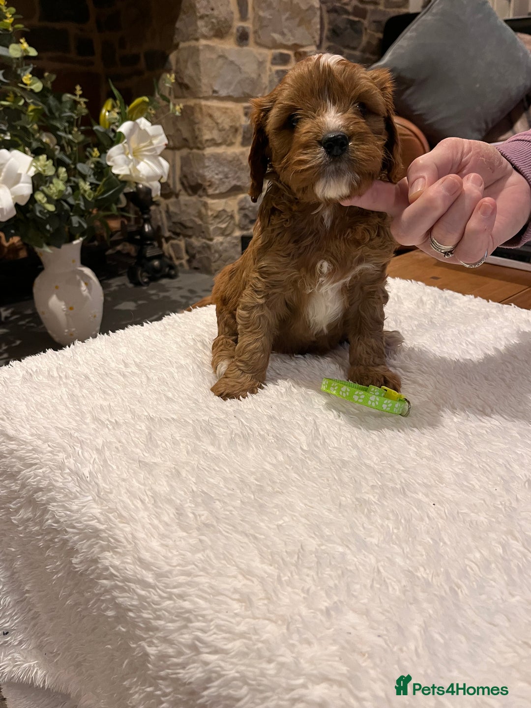 Cavapoo dogs for sale: Stunning litter of F1 Cavapoo puppies - Advert 9