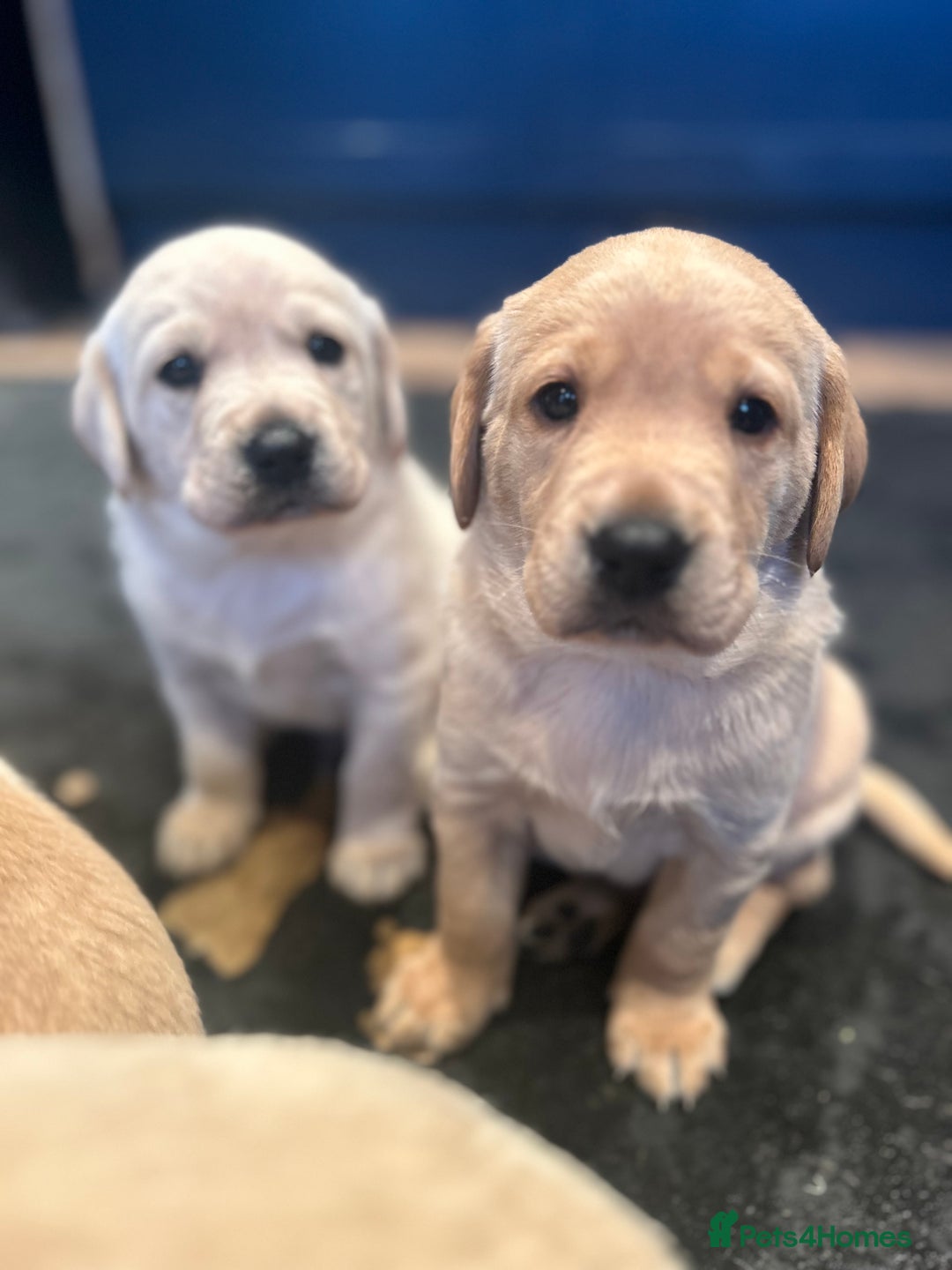 Labrador Retriever dogs for sale: KC registered Labrador boys for sale  - Advert 2