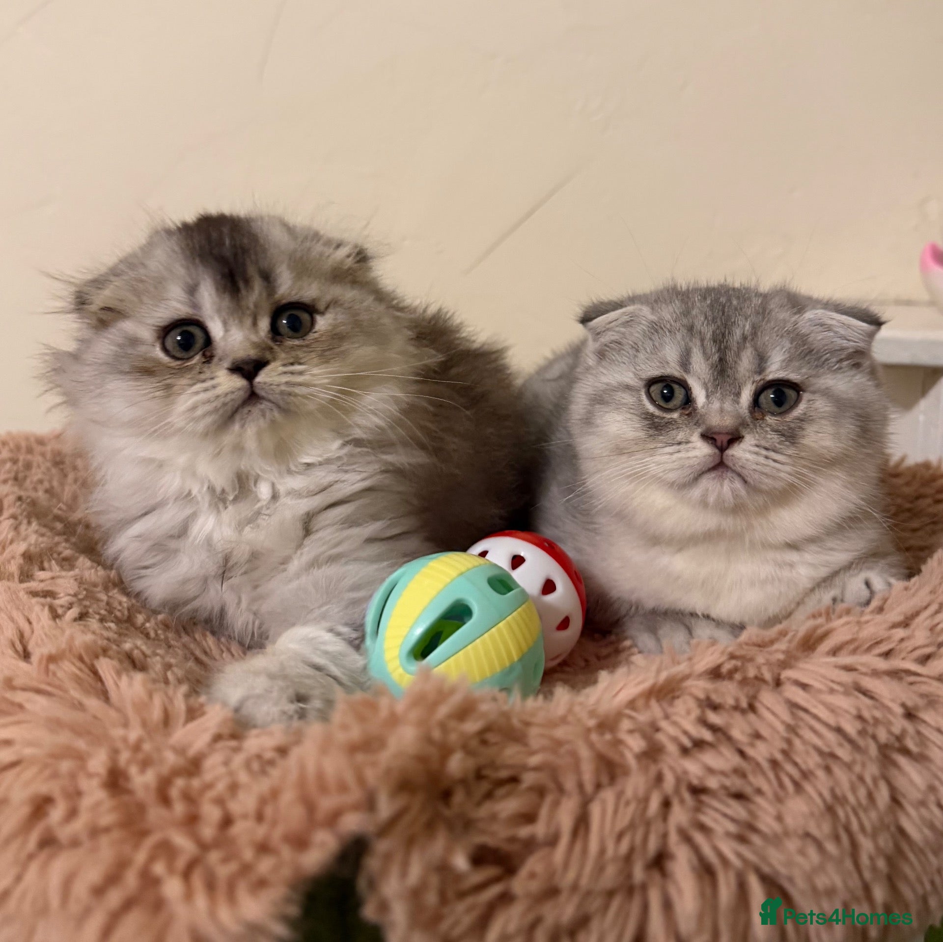Scottish Fold cats Last 2 Scottish Fold Kittens  - Advert 10