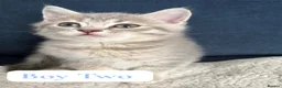 British Shorthair cats for sale: BSH kittens from champion bloodline 🏆😺 - Advert 3