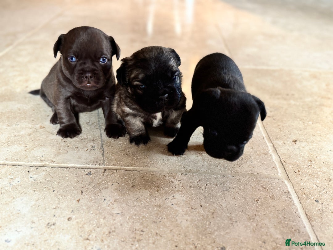 Mixed Breed dogs for sale: Frugg French bulldog cross - Advert 5
