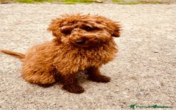 Cockapoo dogs for sale: Winnie Female cockapoo  - Image 3