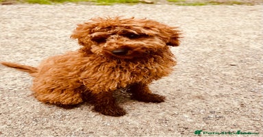 Cockapoo dogs - Advert 3