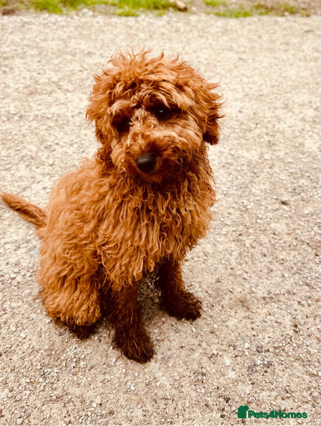 Cockapoo dogs for sale: Winnie Female cockapoo  - Image 3