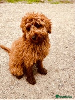 Cockapoo dogs - Advert 3