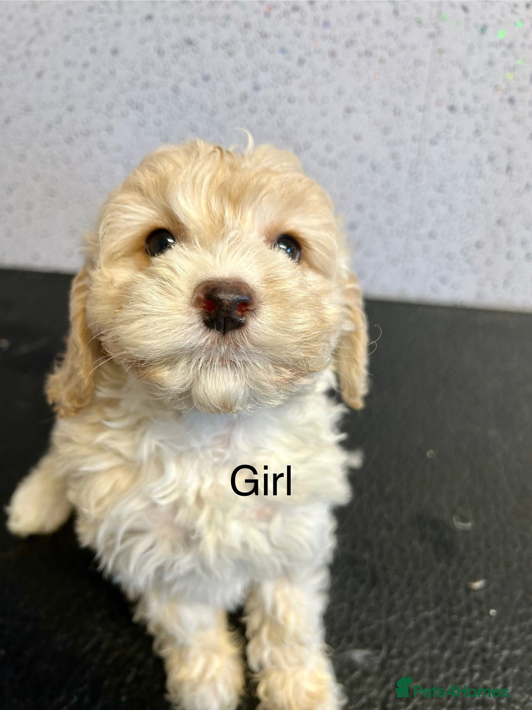 Cockapoo dogs for sale: Stunning f1 cockerpoo puppies for loving homes  - Advert 1