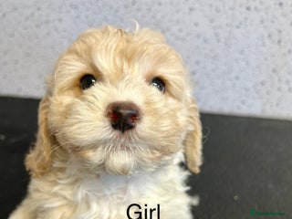 Cockapoo dogs Stunning f1 cockerpoo puppies for loving homes - Advert 1