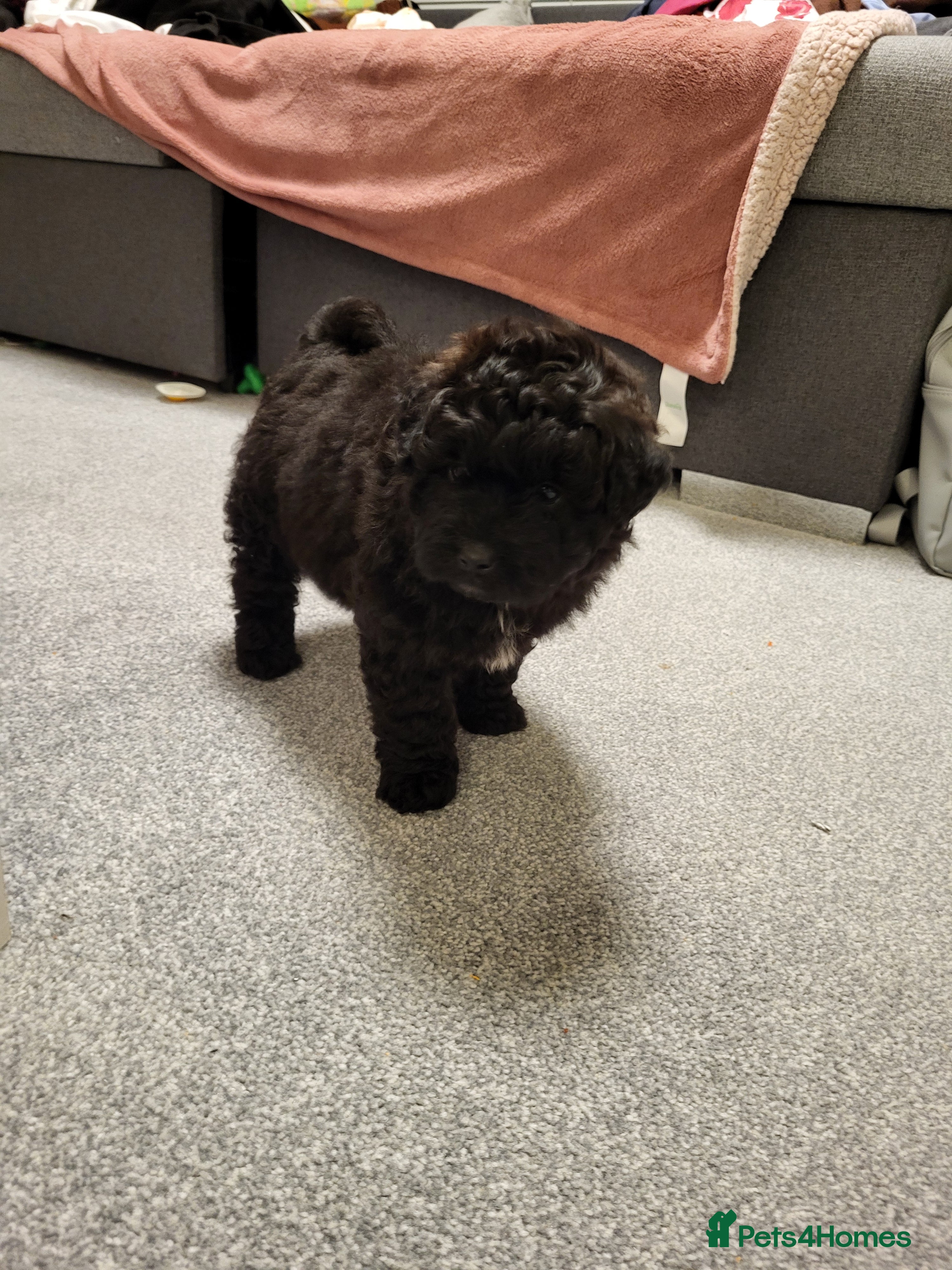 Pomapoo dogs ONE LEFT ! Beautiful unique pomapoo puppies - Advert 19