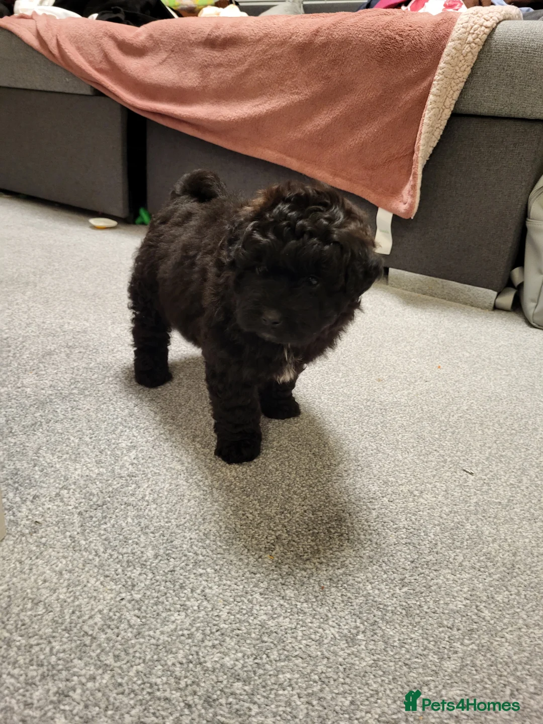 Pomapoo dogs for sale: Beautiful unique pomapoo puppies  - Advert 7