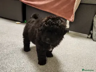 Pomapoo dogs ONE LEFT ! Beautiful unique pomapoo puppies - Advert 19