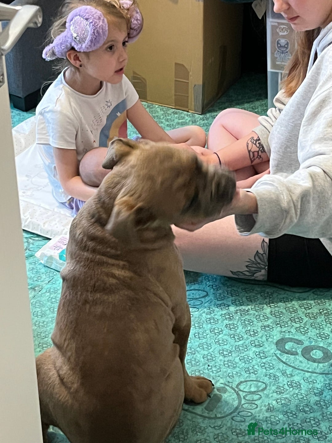Olde English Bulldogge dogs for sale: Fawn olde English bulldogge named rubble - Image 4