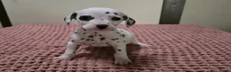 Dalmatian dogs for sale: A Symphony of Spots & Sweetness–Dalmatian Puppies in Oxford - Advert 3