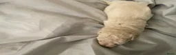 Poochon dogs for sale: Bischoon pups - Advert 7