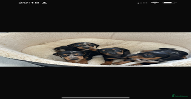 Miniature Dachshund dogs - Advert 1