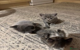 British Shorthair cats for sale: Beautiful cats  - Image 10