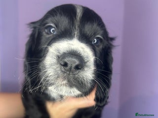 Cocker Spaniel dogs Working cocker spaniel puppies for sale - Advert 5