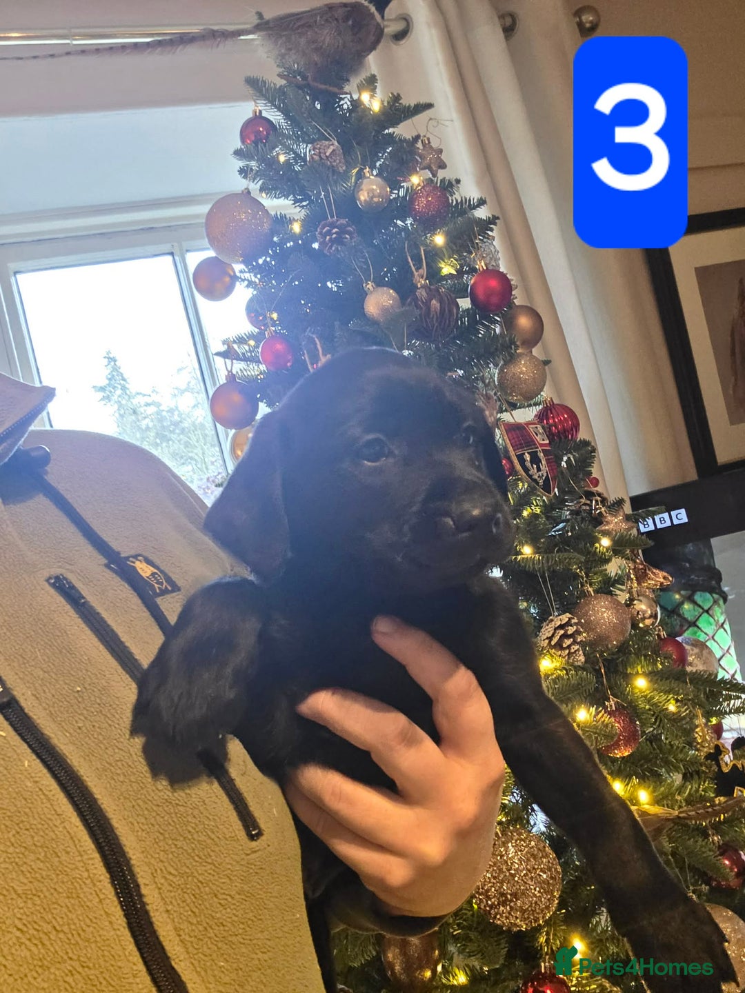 Labrador Retriever dogs for sale: Labrador Puppies  - Advert 3