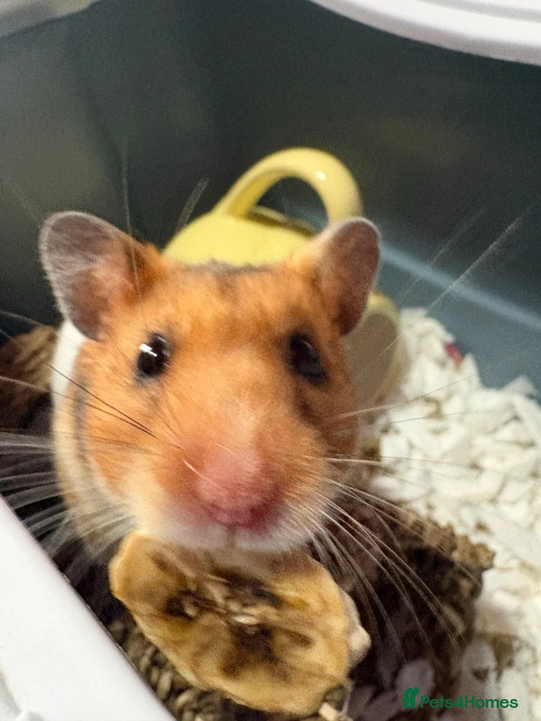 Hamster rodents for sale: Hamster for rehoming  - Advert 7
