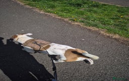 Mixed Breed dogs for sale: Needs a good home - Image 2